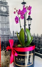 ORQUIDEA